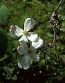 June 4, 1989 - Maudslay State Park, Newburyport, Massachusetts.<br />Dogwood.