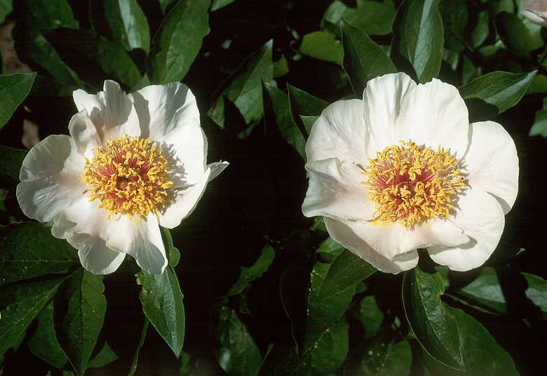 June 4, 1989 - Maudslay State Park, Newburyport, Massachusetts.<br />Tree peony?