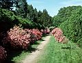 June 4, 1989 - Maudslay State Park, Newburyport, Massachusetts.<br />Azaleas.