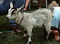 August 19, 1990 - Merrimac, Massachusetts.<br />Old Home Days.