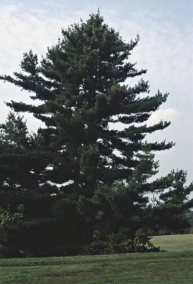 October 1990 - Maudslay State Park, Newburyport, Massachusetts.