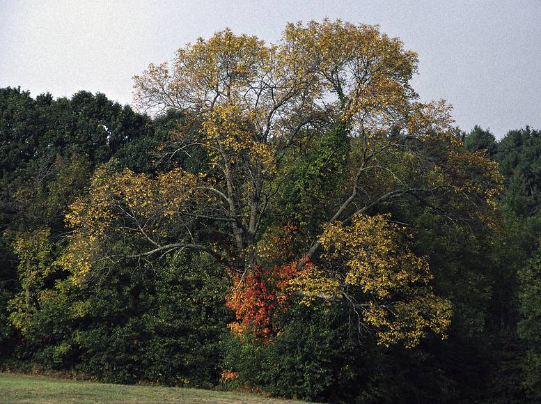 October 1990 - Maudslay State Park, Newburyport, Massachusetts.