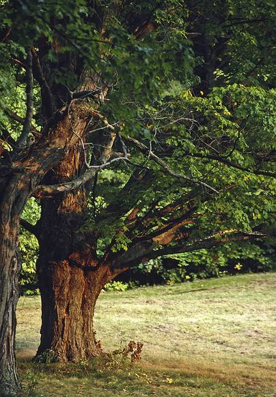 October 1990 - Maudslay State Park, Newburyport, Massachusetts.