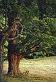 October 1990 - Maudslay State Park, Newburyport, Massachusetts.