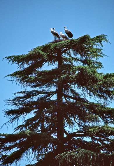 July 1, 1990 - Segovia, Spain.<br />Storks.