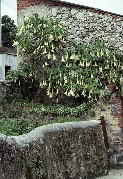 July 3, 1990 - Cue, Asturias, Spain.<br />A datura?