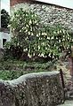 July 3, 1990 - Cue, Asturias, Spain.<br />A datura?