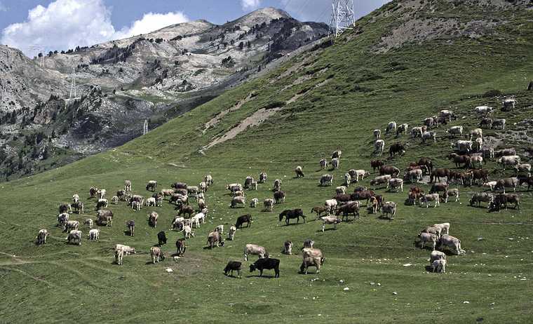 July 14, 1990 - Bonaigua pass east of Salardu, Lerida, Spain.<br />Cattle and horses above tree line.
