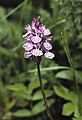 July 16, 1990 - Hike from the Baqueira/Beret area to Santuario de Montgarri, Lerida, Spain.<br />Flowers along the trail.