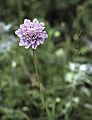 July 16, 1990 - Hike from the Baqueira/Beret area to Santuario de Montgarri, Lerida, Spain.<br />Flowers along the trail.