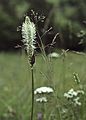 July 16, 1990 - Hike from the Baqueira/Beret area to Santuario de Montgarri, Lerida, Spain.<br />Flowers along the trail.