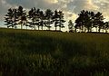 June 1991 - Merrimac, Massachusetts<br />Trees on farm atop Bear Hill.