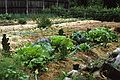 June 1991 - At Paul and Norma's in Tewksbury, Massachusetts.<br />(Gathering for Paul's sister Laura's husband's death.)<br />Part of Paul's garden.