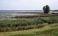 August 25, 1991 - Montezuma National Wildlife Refuge, New York.