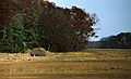 October 1991 - Off Rte. 1A in Rowley/Newbury, Massachusetts.<br />Salt marsh hay on stadles.