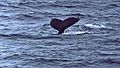 May 1992 - Whale watch trip out of Boston, Massachusetts.<br />The tale of a whale.