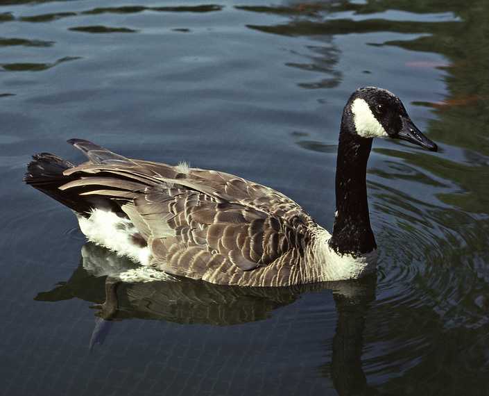 August 12, 1992 - Longwood Gardens, Kennett Square, Pennsylvania.<br />Canada goose.