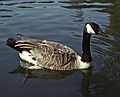 August 12, 1992 - Longwood Gardens, Kennett Square, Pennsylvania.<br />Canada goose.
