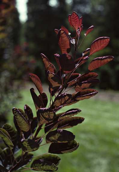 August 12, 1992 - Longwood Gardens, Kennett Square, Pennsylvania.
