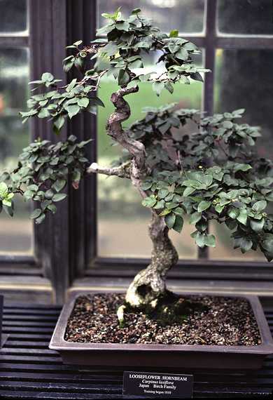 August 12, 1992 - Longwood Gardens, Kennett Square, Pennsylvania.<br />A miniature Japanese tree (Looseflower Hornbeam).