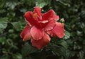 August 12, 1992 - Longwood Gardens, Kennett Square, Pennsylvania.