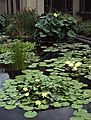August 12, 1992 - Longwood Gardens, Kennett Square, Pennsylvania.<br />Water lilies.
