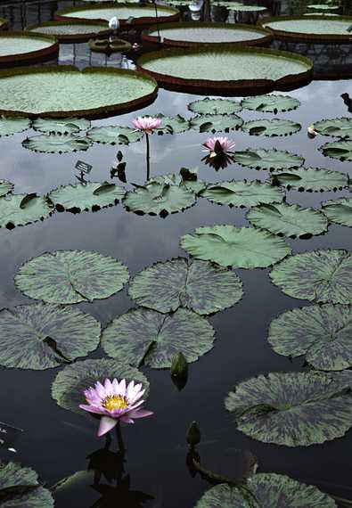 August 12, 1992 - Longwood Gardens, Kennett Square, Pennsylvania.<br />Water lilies.