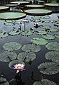 August 12, 1992 - Longwood Gardens, Kennett Square, Pennsylvania.<br />Water lilies.