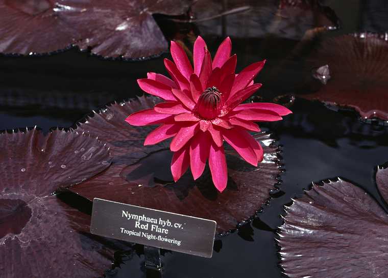 August 12, 1992 - Longwood Gardens, Kennett Square, Pennsylvania.<br />Water lilies.