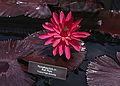 August 12, 1992 - Longwood Gardens, Kennett Square, Pennsylvania.<br />Water lilies.