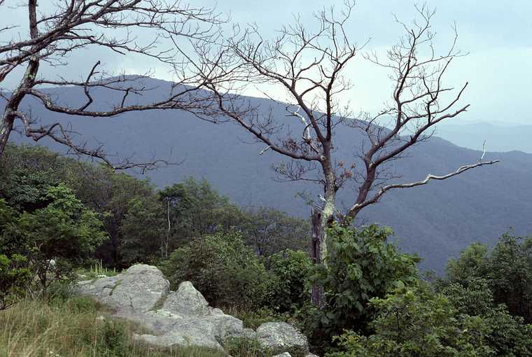 August 18, 1992 - Skyline Drive, Shenandoah National Park, Virginia.