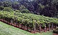 August 19, 1992 - Monticello, Charlottesville, Virginia.<br />Grape vines.