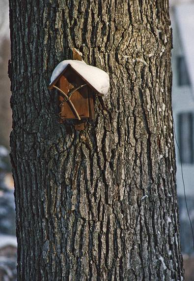 Feb. 1993 - Merrimac, Massachusetts.<br />Around the house after several snowstorms.<br />Bird house build by Uldis and Laila.