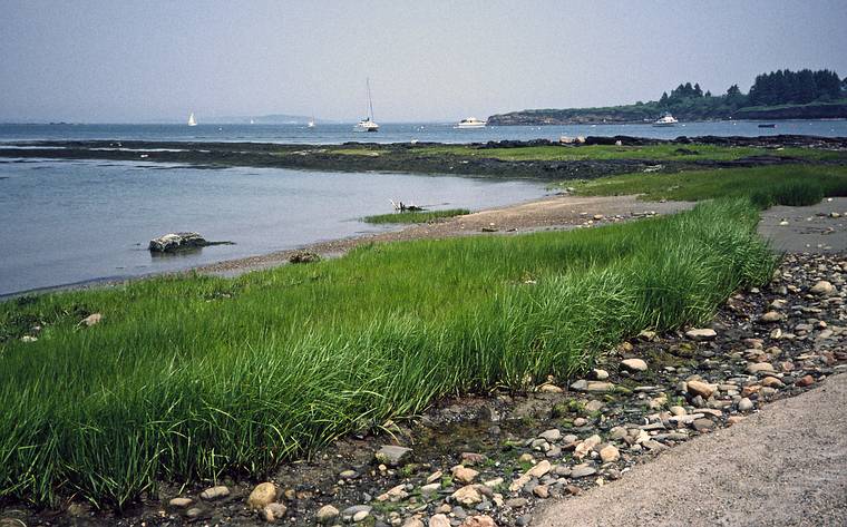 July 10, 1993 - Cliff Island, Casco Bay, Maine.