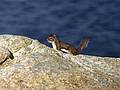 July 26, 1993 - Acadia National Park, Mount Desert Island, Maine.<br />Squirrel at Otter Cliff?