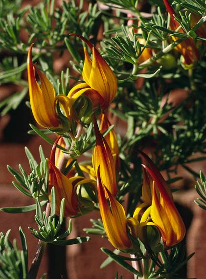 July 26, 1993 - Acadia National Park, Mount Desert Island, Maine.<br />Strange flowers at Jordan Pond Restaurant.