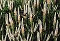 July 26, 1993 - Acadia National Park, Mount Desert Island, Maine.<br />Bees sure like this plant.