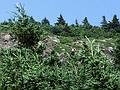 August 1, 1993 - Along the Cabot Trail, Cape Breton Island, Nova Scotia, Canada.<br />From this vista point, we could see and eagle, a bear with two cubs, and whates.<br />Shown here with my puny telephoto lens is the eable.