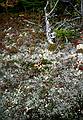 Oct. 3, 1993 - Dickey - Welch hike, Thornton, New Hampshire.<br />Mosses along the trail.