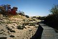 Oct. 23, 1993 - Parker River National Wildlife Refuge, Plum Island, Massachusetts.