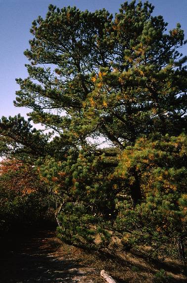 Oct. 23, 1993 - Parker River National Wildlife Refuge, Plum Island, Massachusetts.