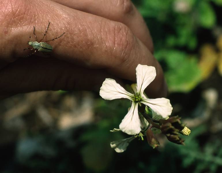 June 6, 1994 - Teotihuacn, Mexico.<br />A flower and a beetle on Joyce's finger.