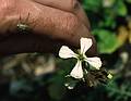 June 6, 1994 - Teotihuacán, Mexico.<br />A flower and a beetle on Joyce's finger.