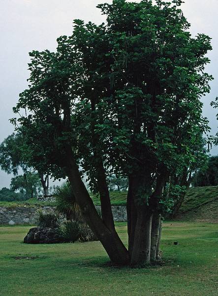 June 6, 1994 - Teotihuacn, Mexico.