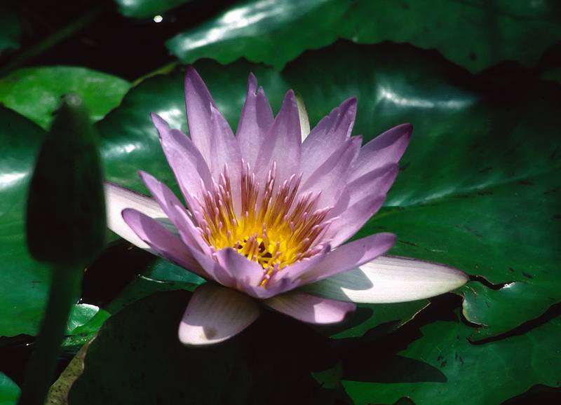 June 8, 1994 - At the Museum of Anthropology, Chapultepec Park, Mexico City.<br />Water lilies.