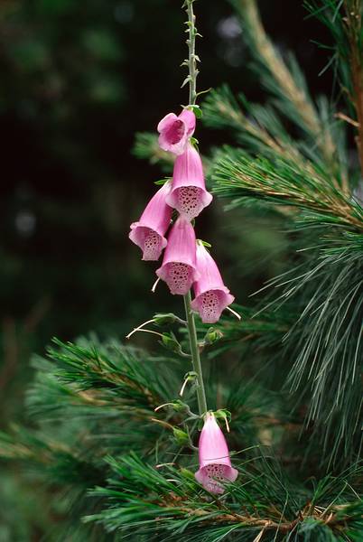 June 10, 1994 - Parque Nacional Desierto de los Leones near Mexico City, Mexico.<br />Foxglove.