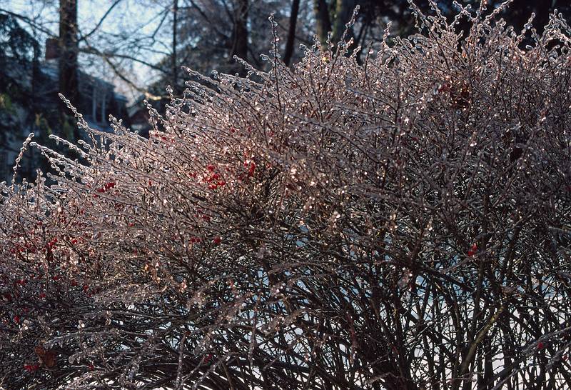 Feb. 28, 1995 - Merrimac, Massachusetts.<br />A sunny morning after an ice storm.
