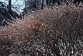 Feb. 28, 1995 - Merrimac, Massachusetts.<br />A sunny morning after an ice storm.