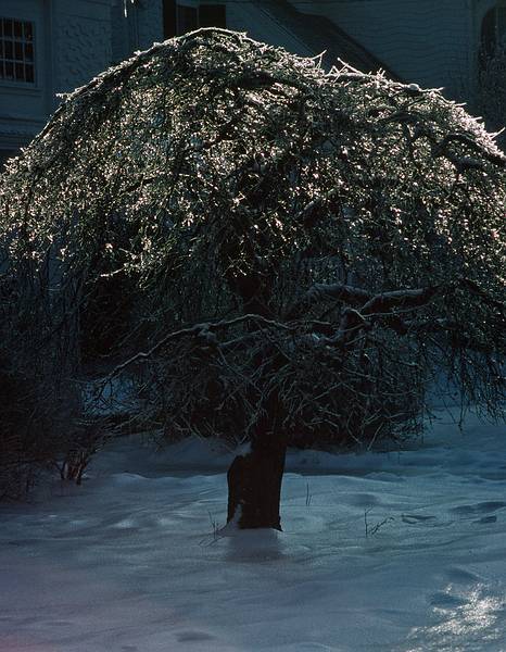 Feb. 28, 1995 - Merrimac, Massachusetts.<br />A sunny morning after an ice storm.