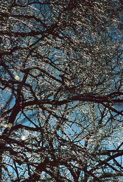 Feb. 28, 1995 - Merrimac, Massachusetts.<br />A sunny morning after an ice storm.